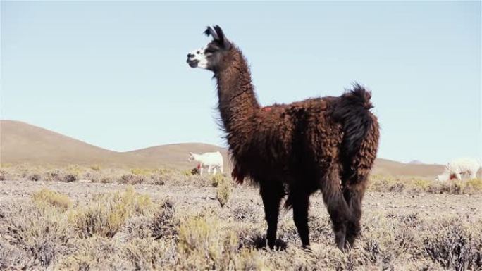 在南美阿根廷Jujuy省的一块土地上的大羊驼。