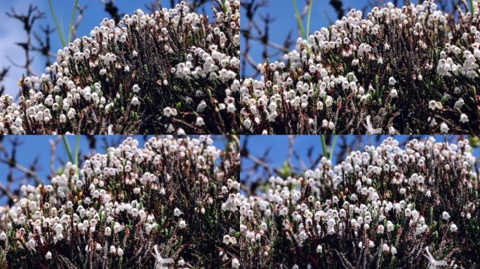 像风铃一样的小花盛开在青藏高原上: Cassiope sellainoides