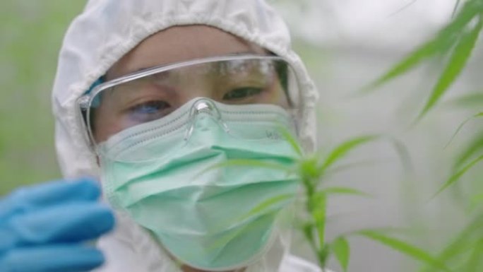 科学家分析大麻植物科学