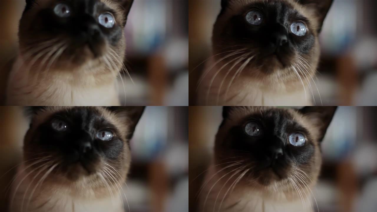 美丽的成年暹罗猫。特写。4k分辨率。