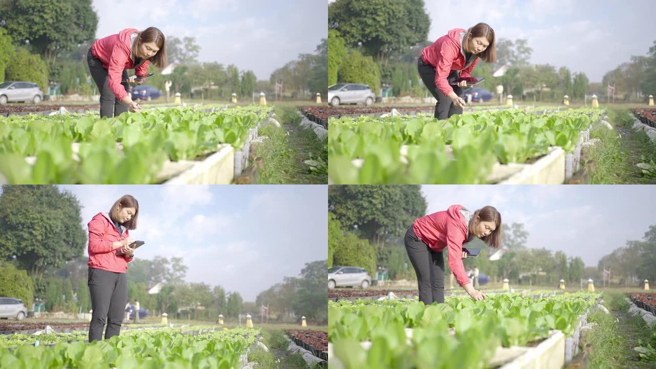 女农民研究员，用数字平板电脑检查有机蔬菜种植