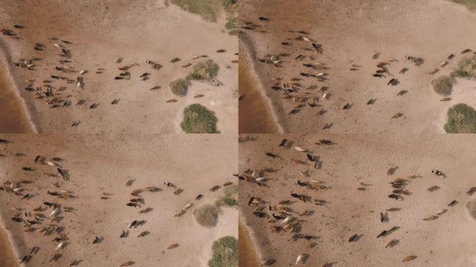 由于干旱，气候变化，稀薄的自由漫游牛在干涸的河流中饮水
