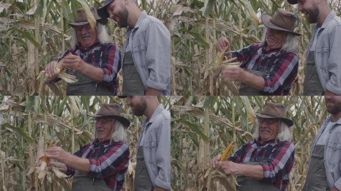 开朗的农民向孙子展示成熟的玉米