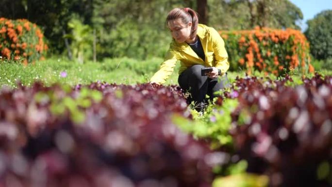 女人聪明的农民在有机农场工作，用智能手机检查产品