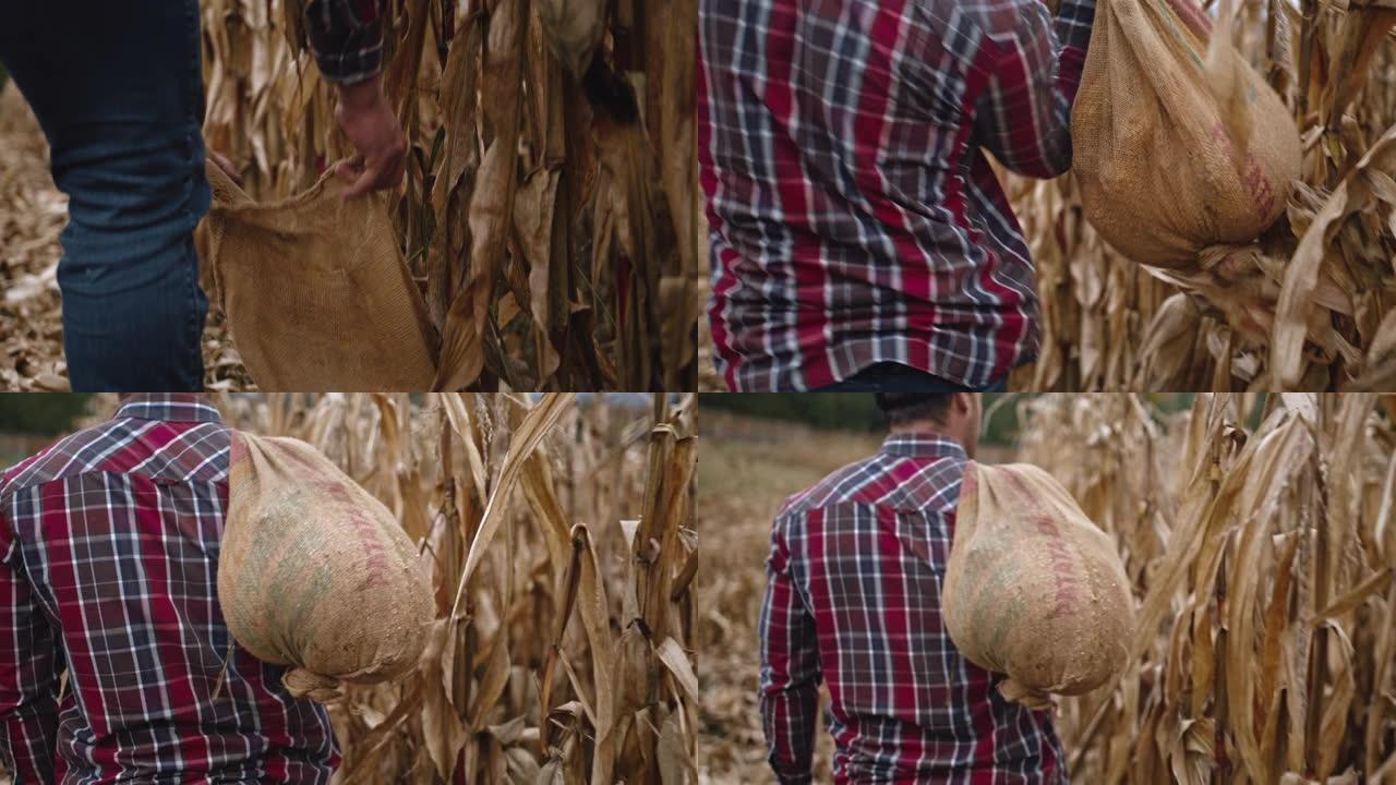 农民携带一袋玉米的后视图