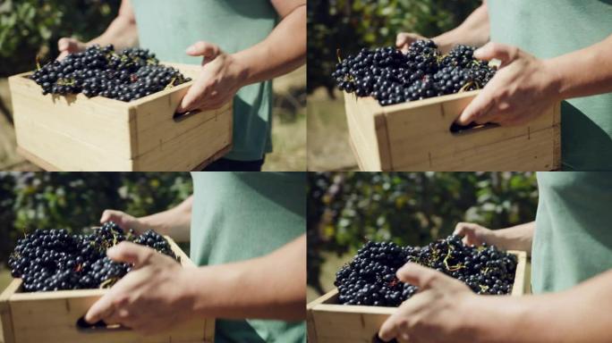 4k录像，一名男性农民拿着一箱刚收获的葡萄