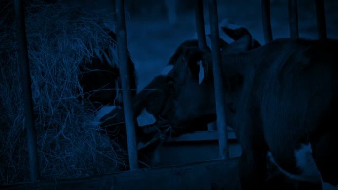 牛在晚上吃饲养者的干草