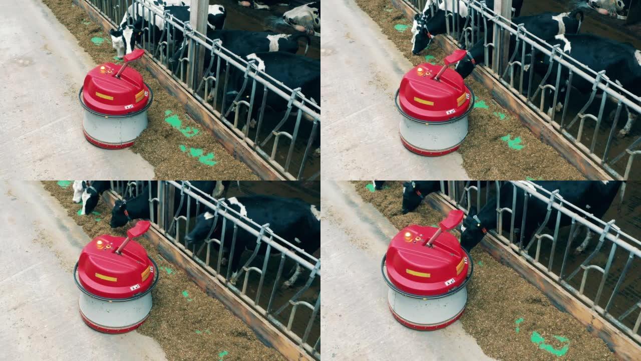 机器人将干草推向奶牛的俯视图