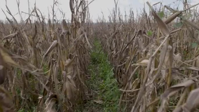 由于气候变化，过多的雨水和冰雹摧毁了玉米田