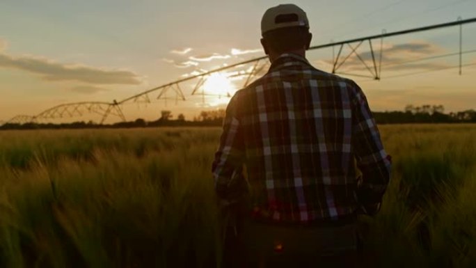 戴着帽子检查灌溉区小麦生长的农民