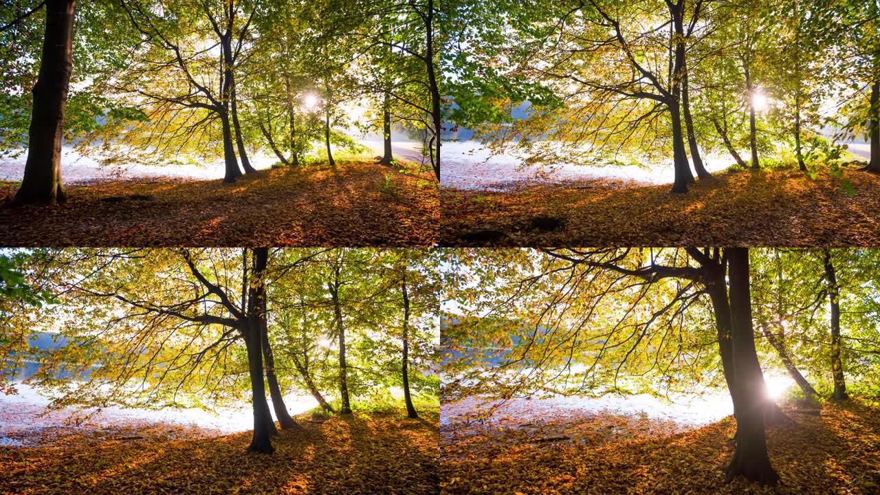 秋季跟踪镜头中的田园诗般的德国森林和湖泊景观