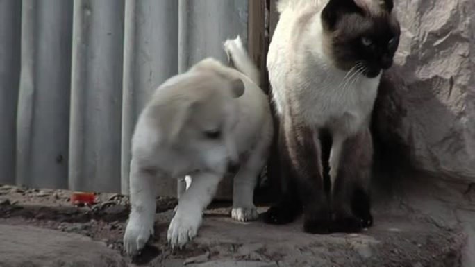 小狗和暹罗猫一起在户外玩耍。特写。