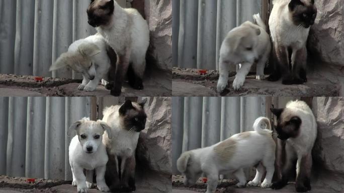 小狗和暹罗猫一起在户外玩耍。特写。