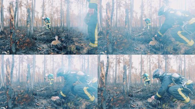 消防员正在阴燃的森林地面上抚摸一只兔子