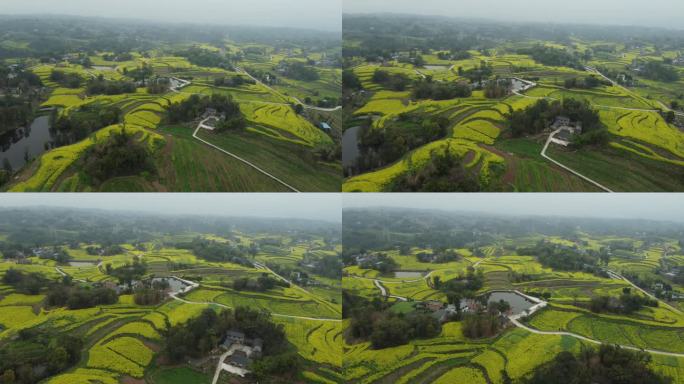 油菜花田春天田野乡村旅行vlog大景