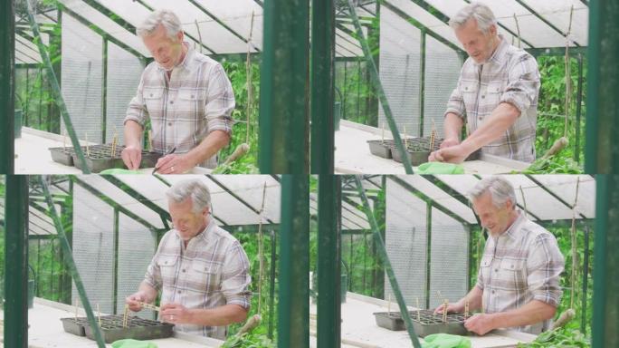 高级男子在温室种子托盘中书写植物标签