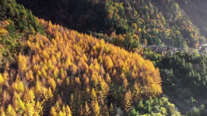 一大片金黄的日本落叶松林后面是一个新的藏族村庄