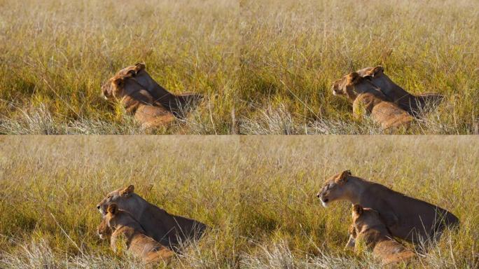 慢动作狮子拥抱，躺在阳光明媚的野生动物保护区的草地上