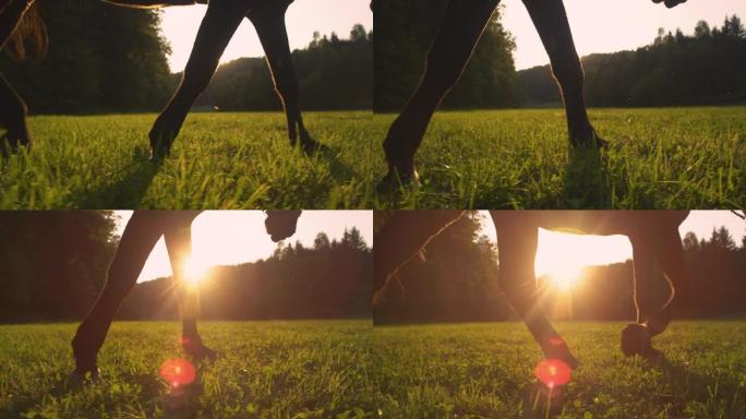 镜头耀斑: 马蹄踩在精致的草叶上的详细镜头