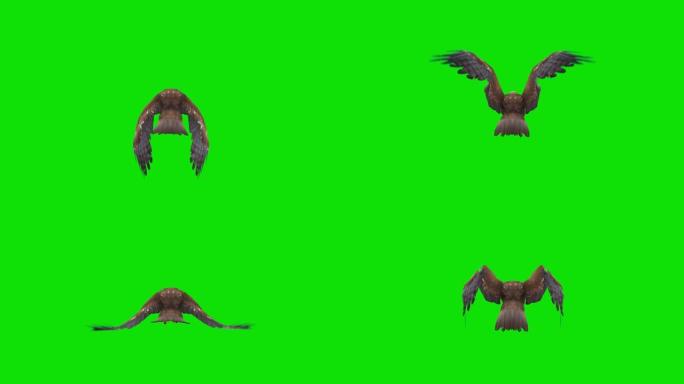 绿屏上的鹰飞动画。动物的概念，野生动物，游戏，返校，3d动画，短视频，电影，卡通，有机，色键，人物动