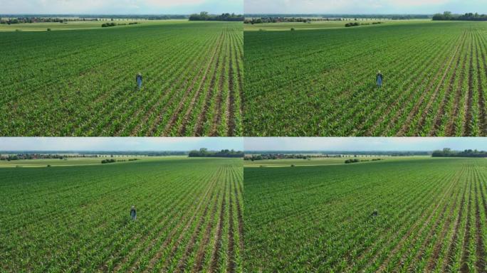 鸟瞰图，农夫妇女走过她的农业玉米田，跪下并检查植物的质量，无人机射击，从远处观看