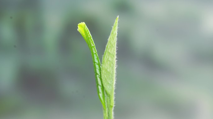 植物嫩叶茶叶发芽生长延时视频素材