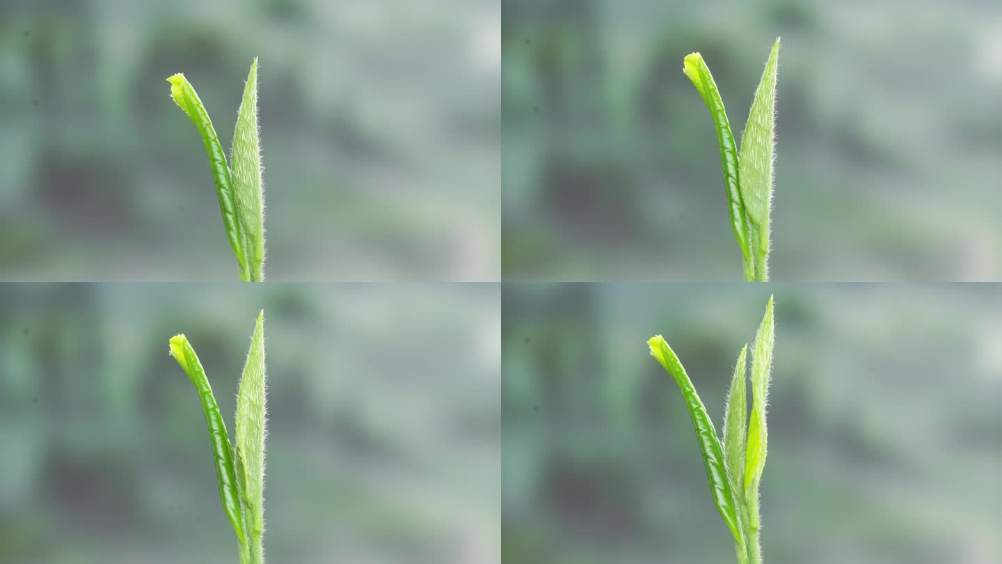 植物嫩叶茶叶发芽生长延时视频素材