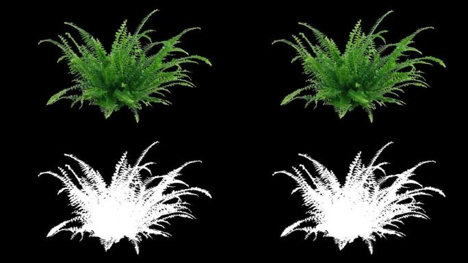 孤立的蕨类植物移动-带有Alpha通道
