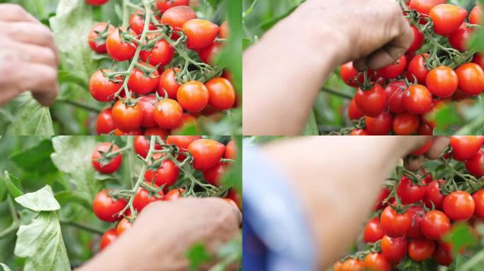 采摘成熟的番茄小番茄圣女果蔬菜采摘