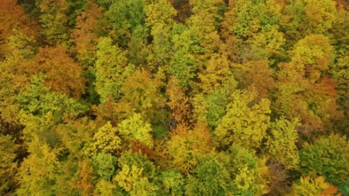 空中: 美丽的森林树梢，叶子变成温暖的秋天颜色