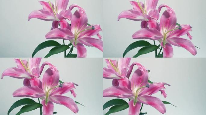 在家里或办公室传递粉红色的花朵