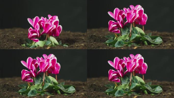 从土壤中生长出粉红色花朵的仙客来植物的侧视图