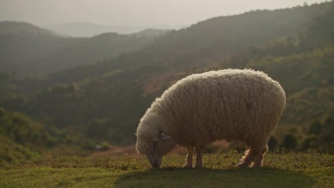 绵羊放牧和寻找特写展示小羊吃草
