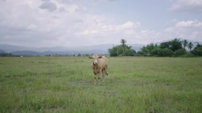 亚洲绿草露天农场上的牛