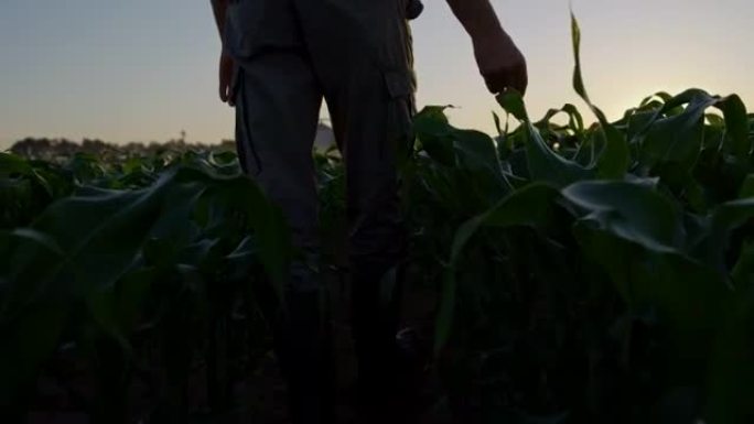 一名农民在玉米地中行走，背景是谷仓