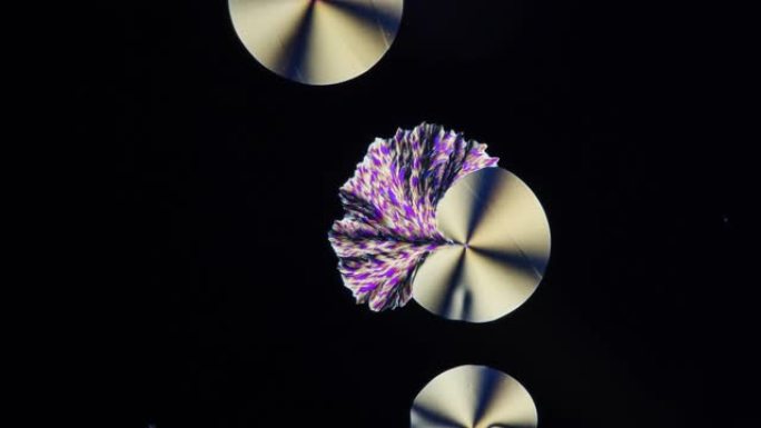 维生素c的溶液可以生长出神奇形状的晶体