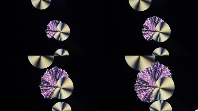 维生素c的溶液可以生长出神奇形状的晶体