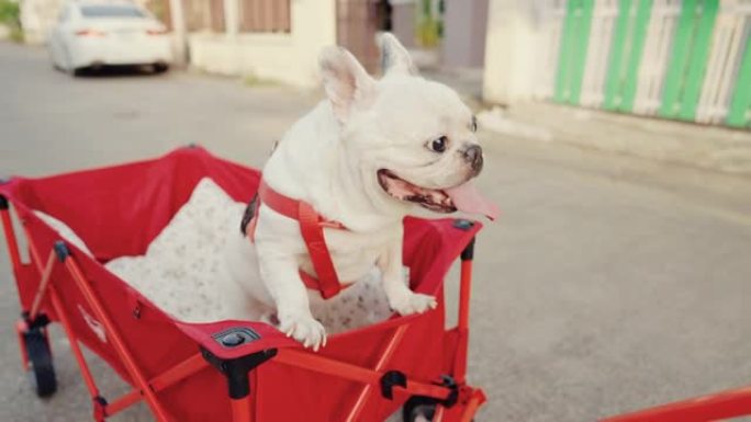 健康的人和法国斗牛犬在一个美丽的晴天。