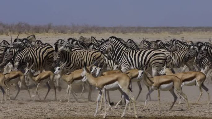斑马的特写慢动作视图，跳羚从埃托沙国家公园的水坑中奔跑，被一头来喝酒的狮子吓了一跳，纳米比亚