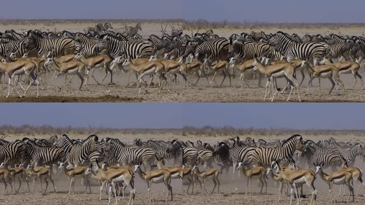 斑马的特写慢动作视图，跳羚从埃托沙国家公园的水坑中奔跑，被一头来喝酒的狮子吓了一跳，纳米比亚