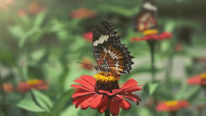 红花上的帝王蝶。蝴蝶从花中收集花粉并飞走。以粉红色的花朵为食的帝王蝶。慢动作镜头