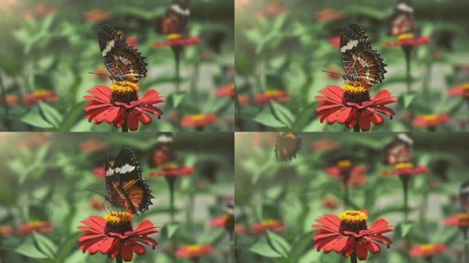 红花上的帝王蝶。蝴蝶从花中收集花粉并飞走。以粉红色的花朵为食的帝王蝶。慢动作镜头