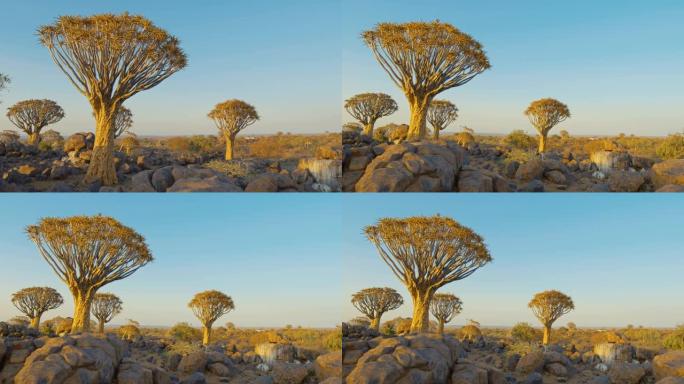 非洲纳米比亚沙漠中的WS阳光颤抖树