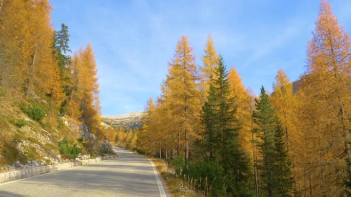 慢动作: 秋天在Tre Cime附近的道路旁生长的落叶松。