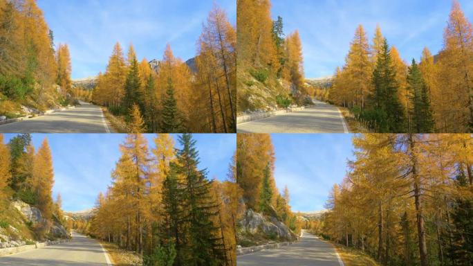 慢动作: 秋天在Tre Cime附近的道路旁生长的落叶松。