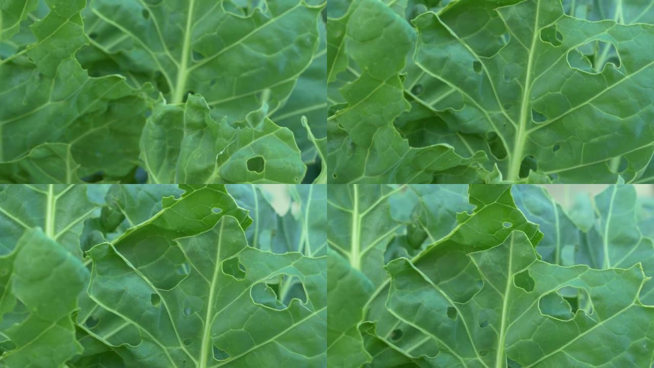 特写: 青菜叶被卷心菜虫寄生虫损坏并穿孔