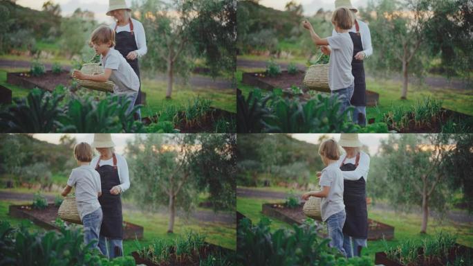 在花园里帮助奶奶外国人种菜种植