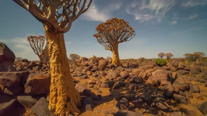 MS Time lapse在非洲纳米比亚阳光明媚的岩石沙漠中颤抖着树木和岩石