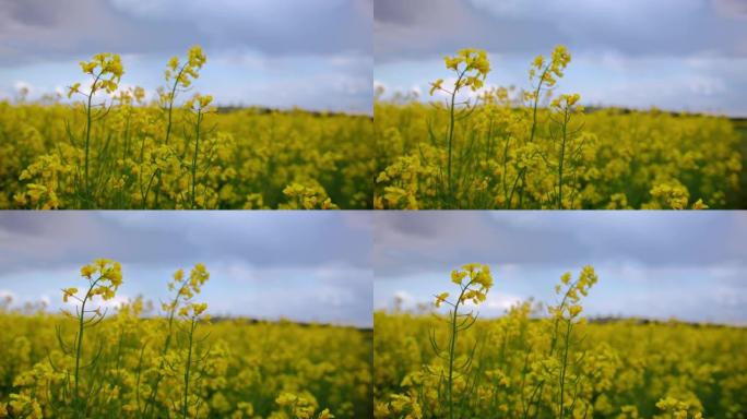 慢动作，特写镜头的黄色金鱼草花在风中摇曳，背景中郁郁葱葱的草地