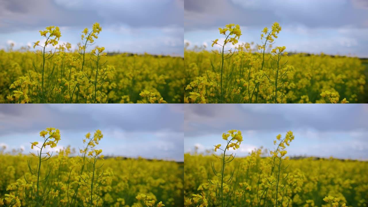 慢动作，特写镜头的黄色金鱼草花在风中摇曳，背景中郁郁葱葱的草地